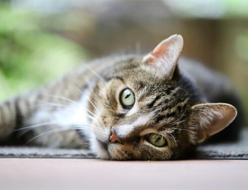 Bengal Cats: Playful Cats That Can Be Great Companions for Dog Lovers